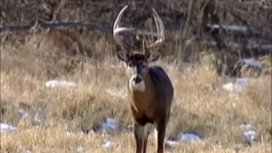 Hunters Cautioned Not To Eat Deer Infected By Chronic Wasting Disease